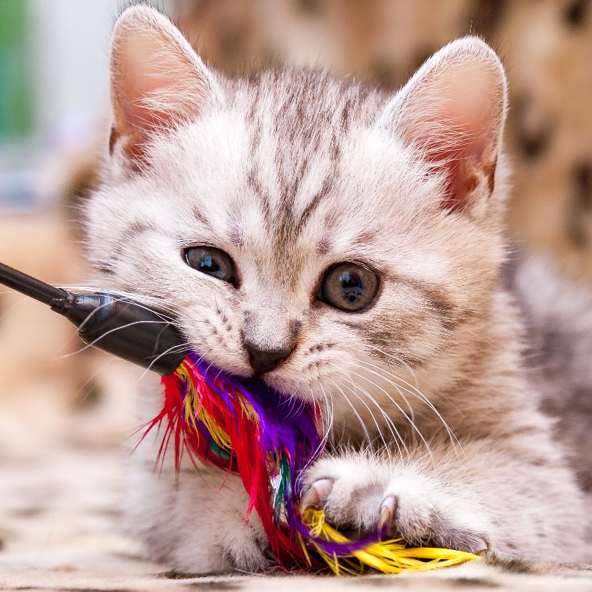 Brinquedos para gatos
