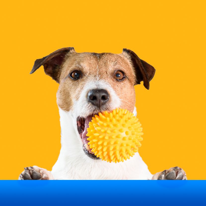 Brinquedos para cães