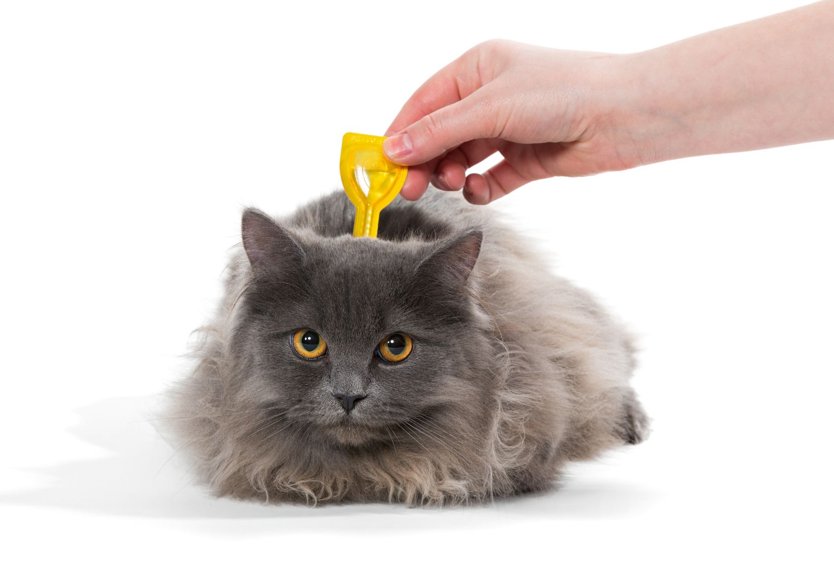 Desparasitantes para gatos Desparasitantes para gatos