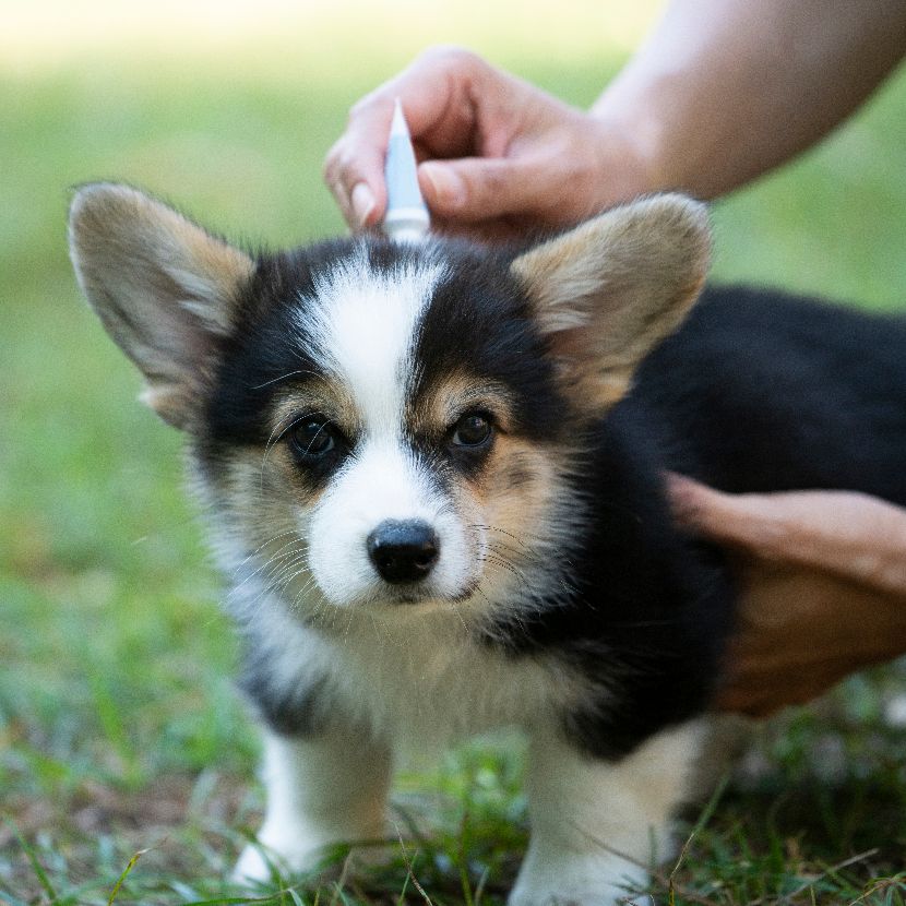 Desparasitantes para cães