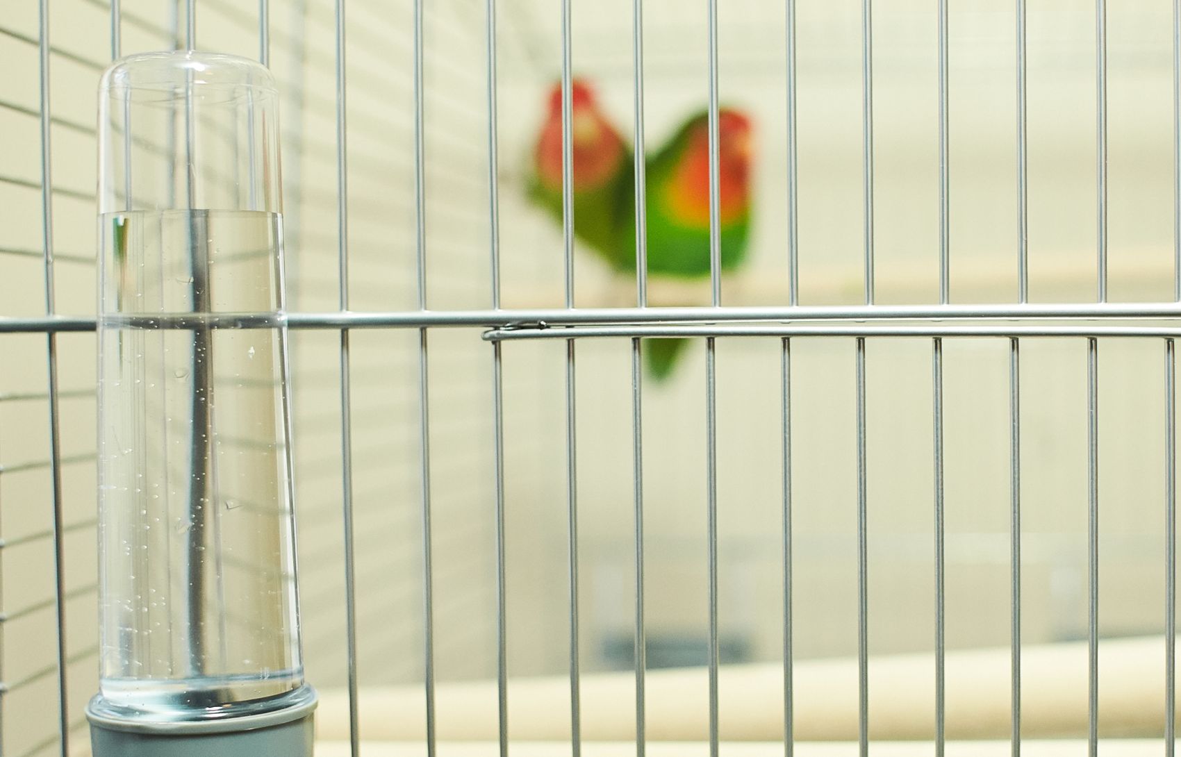 Higiene das Aves Higiene das Aves