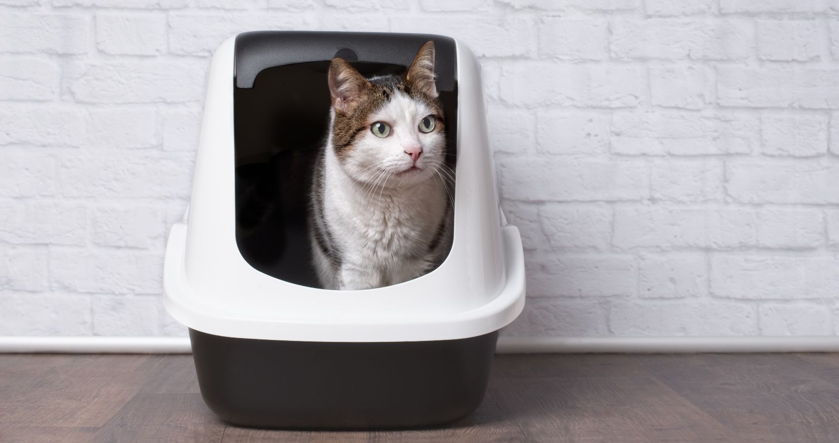 Higiene dos Gatos Higiene dos Gatos