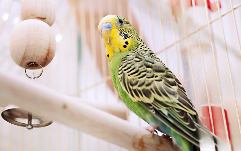 Acessórios para aves