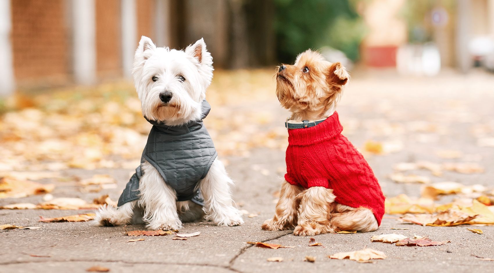 Roupas para cães Roupas para cães