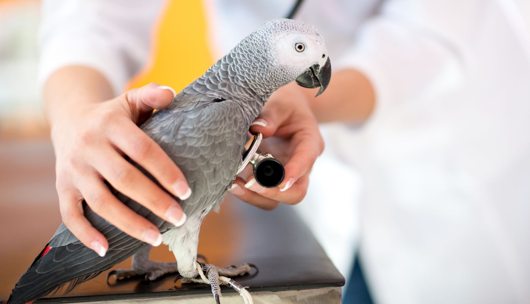 Saúde das Aves Saúde das Aves
