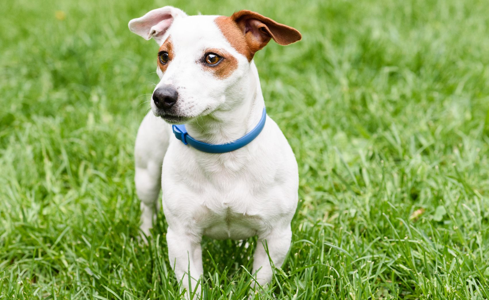 Desparasitantes para cães Desparasitantes para cães